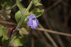 Scutellaria muriculata