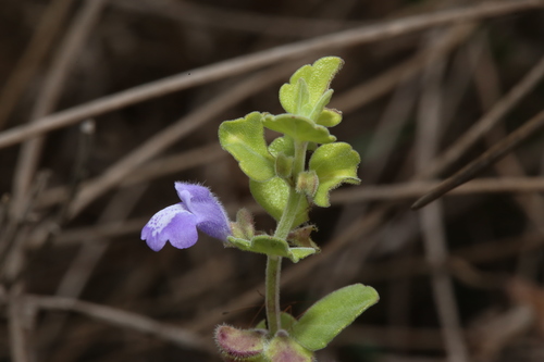 Image of Scutellaria muriculata by (c) Reid Hardin, some rights reserved (CC BY)