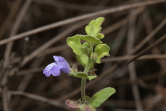 Scutellaria muriculata