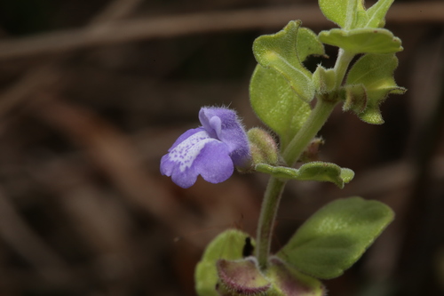 Image of Scutellaria muriculata by (c) Reid Hardin, some rights reserved (CC BY)
