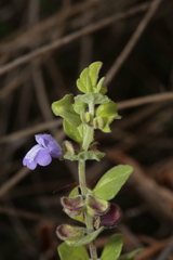 Scutellaria muriculata