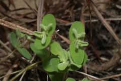 Euphorbia innocua