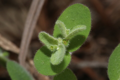 Euphorbia innocua