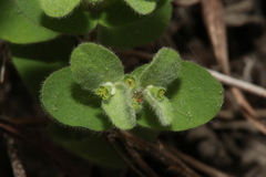 Euphorbia innocua