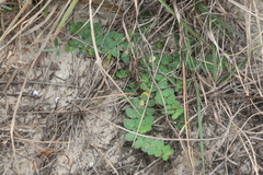 Euphorbia innocua