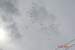 Corvus brachyrhynchos