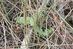 Euphorbia innocua