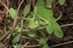 Euphorbia innocua