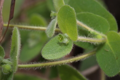 Euphorbia innocua