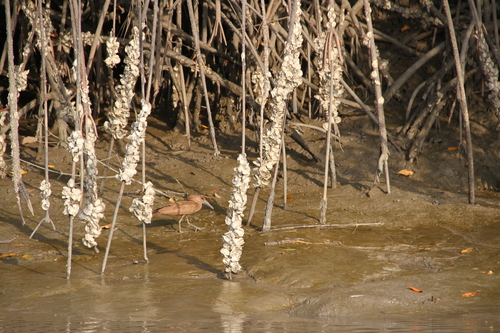 Hamerkop
