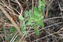 Euphorbia innocua