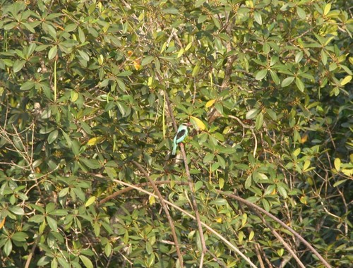 Woodland Kingfisher