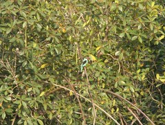 Halcyon senegalensis
