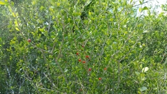 Schaefferia cuneifolia