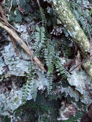 Asplenium dentatum