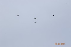 Corvus brachyrhynchos