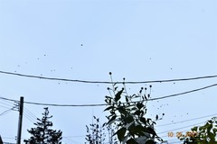 Corvus brachyrhynchos