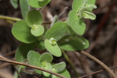 Euphorbia innocua