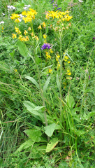 Tephroseris cladobotrys subfloccosa