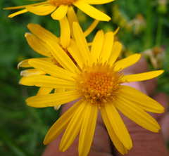 Tephroseris cladobotrys subfloccosa