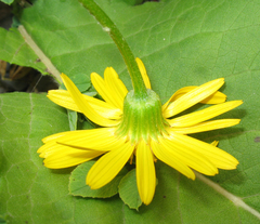 Tephroseris cladobotrys subfloccosa