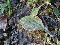 Antennaria parlinii fallax