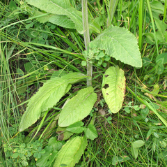 Tephroseris cladobotrys subfloccosa