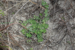Euphorbia innocua