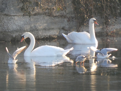 Cygnus olor