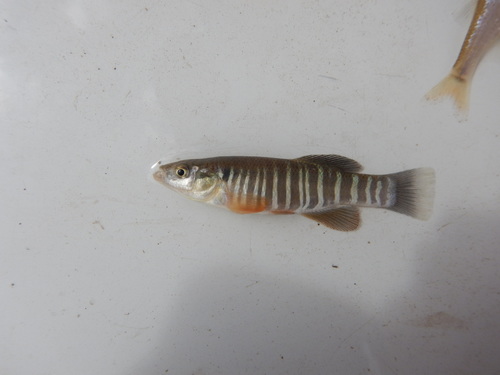 Southern Plains Killifish