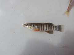 Fundulus zebrinus
