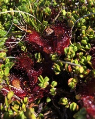 Drosera uniflora
