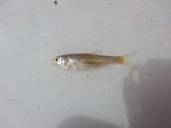 Notropis braytoni