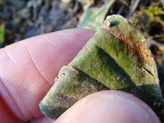 Antennaria parlinii fallax