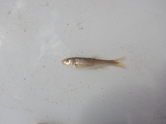 Campostoma ornatum