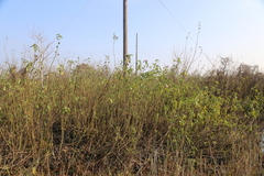 Hibiscus striatus lambertianus