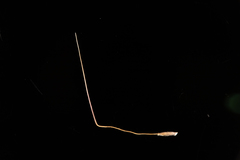 Austrostipa breviglumis