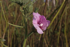 Hibiscus striatus lambertianus