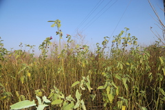 Hibiscus striatus lambertianus