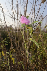 Hibiscus striatus lambertianus