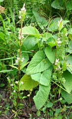 Gentianella umbellata