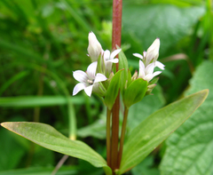 Gentianella umbellata