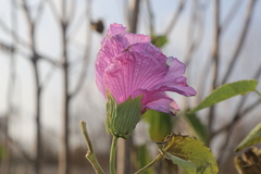 Hibiscus striatus lambertianus