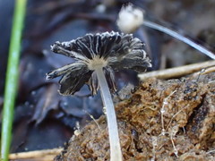 Coprinopsis stercorea