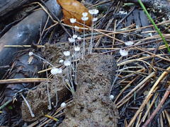 Coprinopsis stercorea