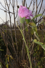Hibiscus striatus lambertianus