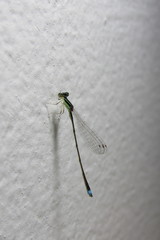 Argentagrion ambiguum