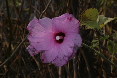 Hibiscus striatus lambertianus