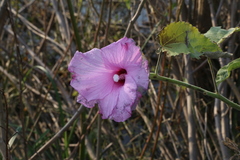 Hibiscus striatus lambertianus
