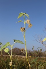Hibiscus striatus lambertianus
